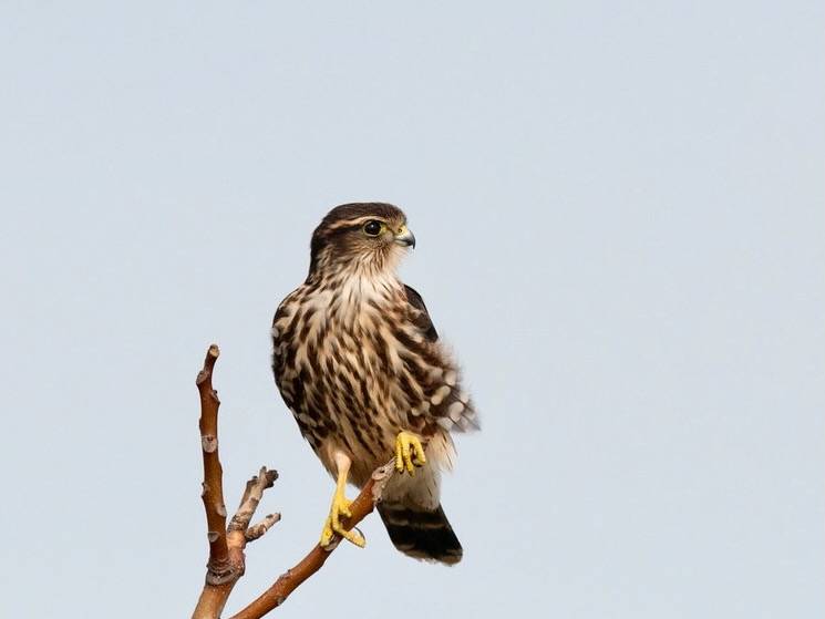 Merlin by Bill Thompson/ U. S. Fish and Wildlife Service - Northeast Region is marked with Public Domain Mark 1.0.